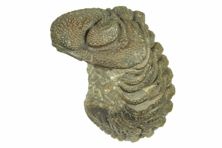 Long, Bumpy Enrolled Morocops Trilobite - Morocco #269168